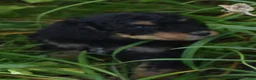Standard Poodle dogs for sale: Standard Poodle 12 Small Black Phantom - Ad 9