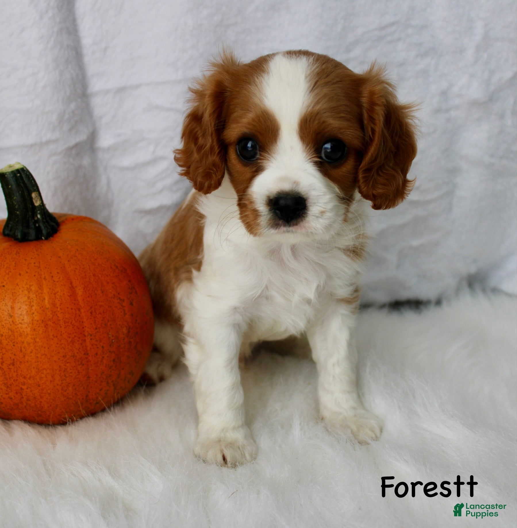 Cavalier King Charles Spaniel dogs Forestt - Ad 2