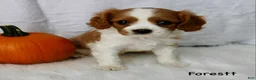 Cavalier King Charles Spaniel dogs for sale: Forestt - Ad 2