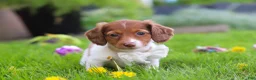 Miniature Dachshund dogs for sale: Poppy - Ad 6