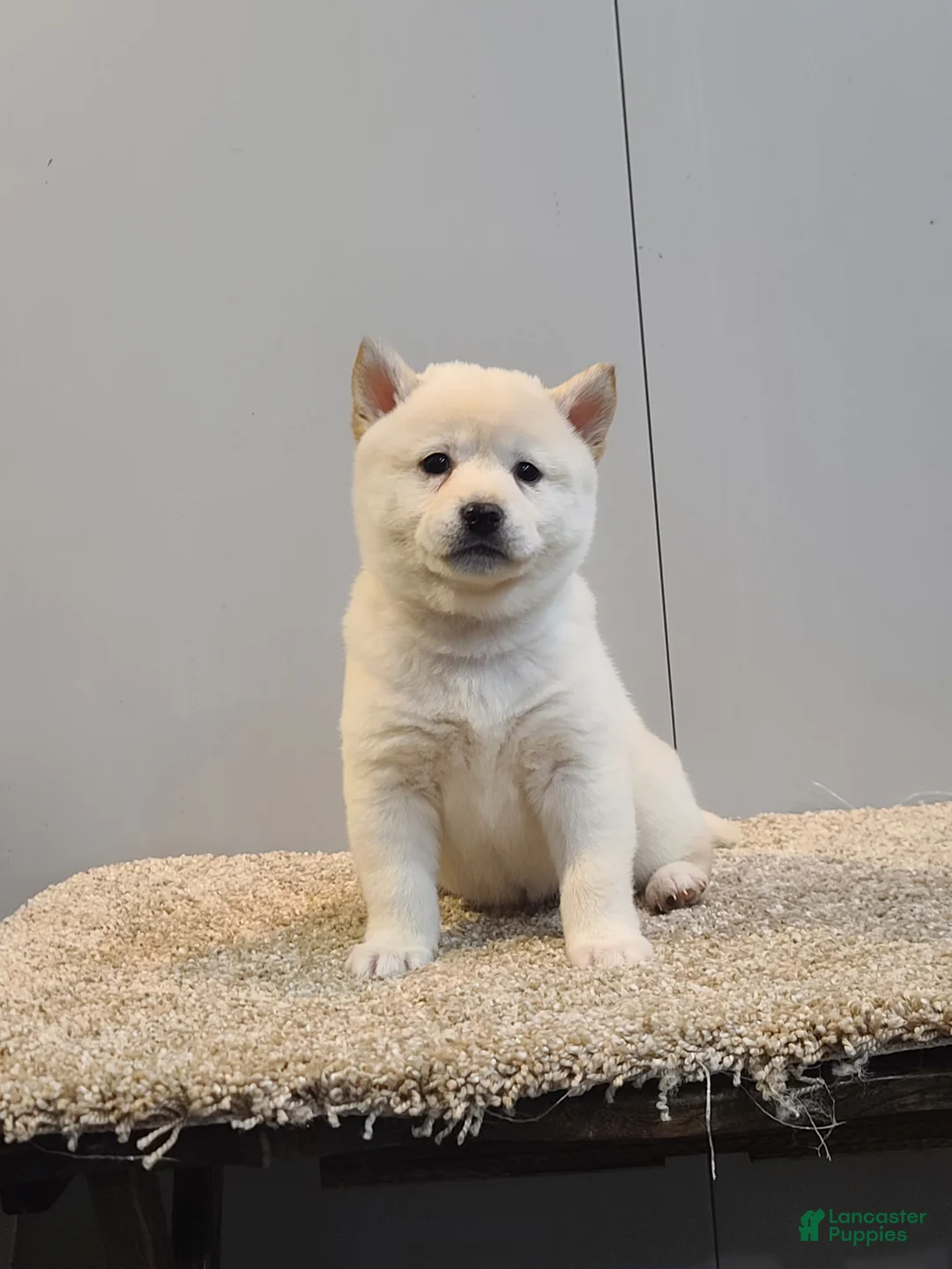 Shiba Inu dogs for sale: Tasha  - Ad 3