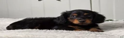 Miniature Dachshund dogs for sale: Blackie - Ad 4