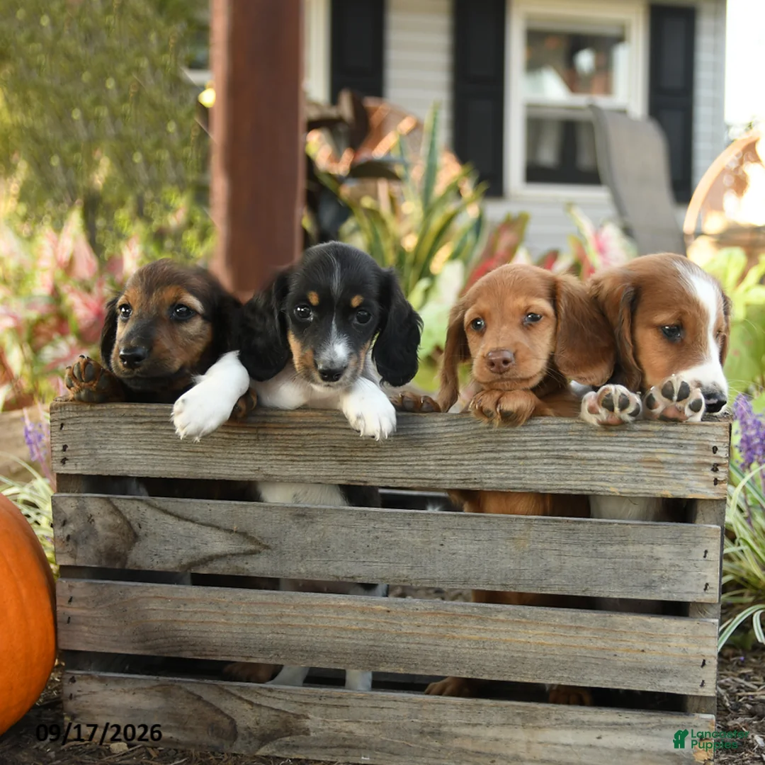 Miniature Dachshund dogs for sale: Pierre - Ad 5