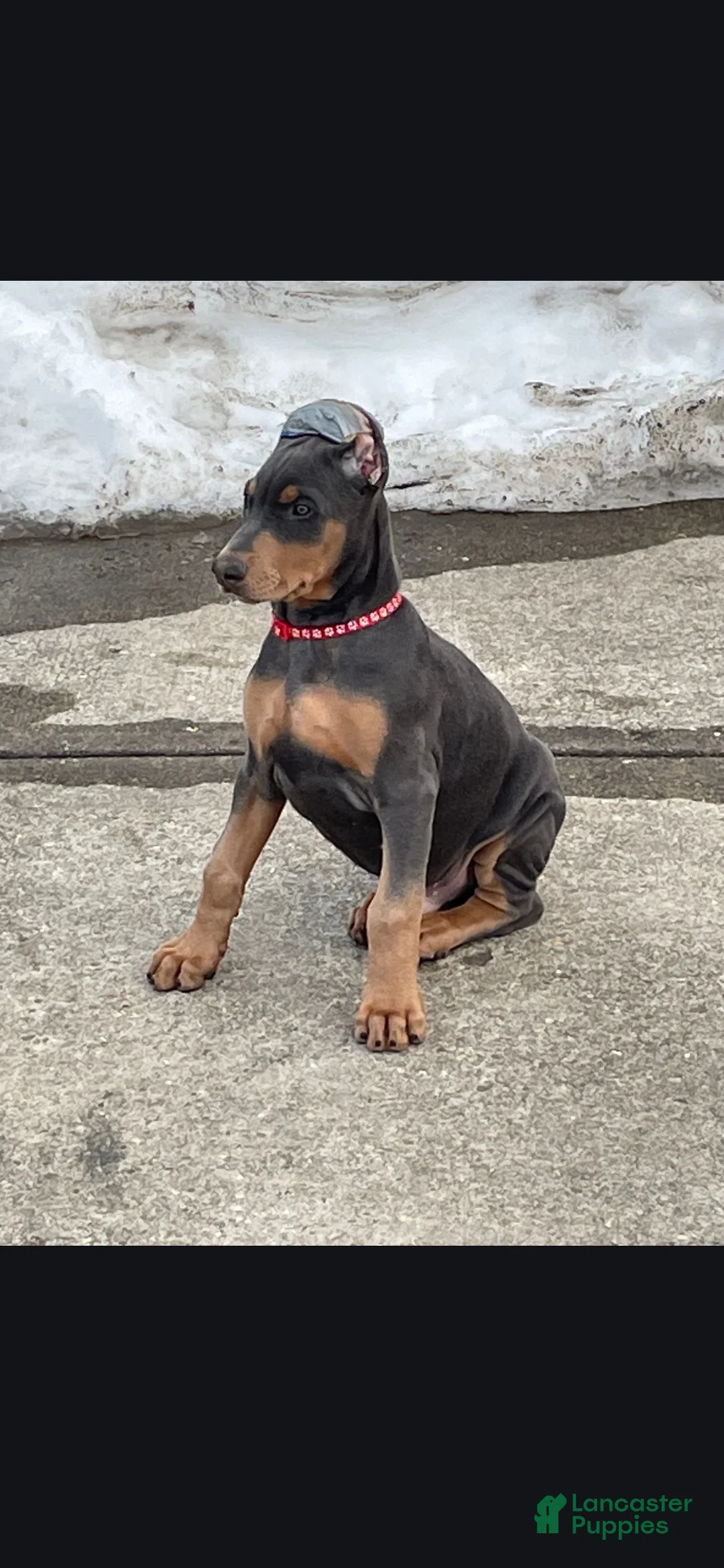 Doberman Pinscher dogs for sale: Blue Doberman Pinscher Puppy - Jett - Ad 4