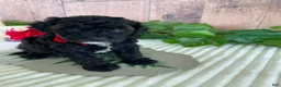 Mini Goldendoodle dogs for sale: Miss Wafer - Ad 6