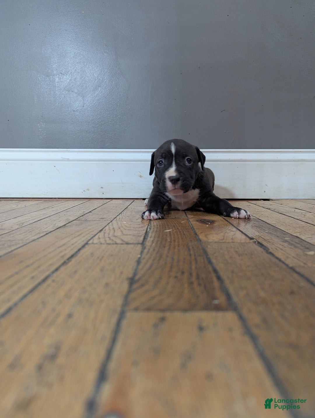 American Bully dogs for sale: Rage - Ad 1