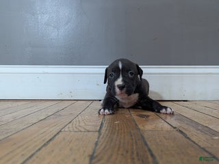 American Bully dogs - Ad 26