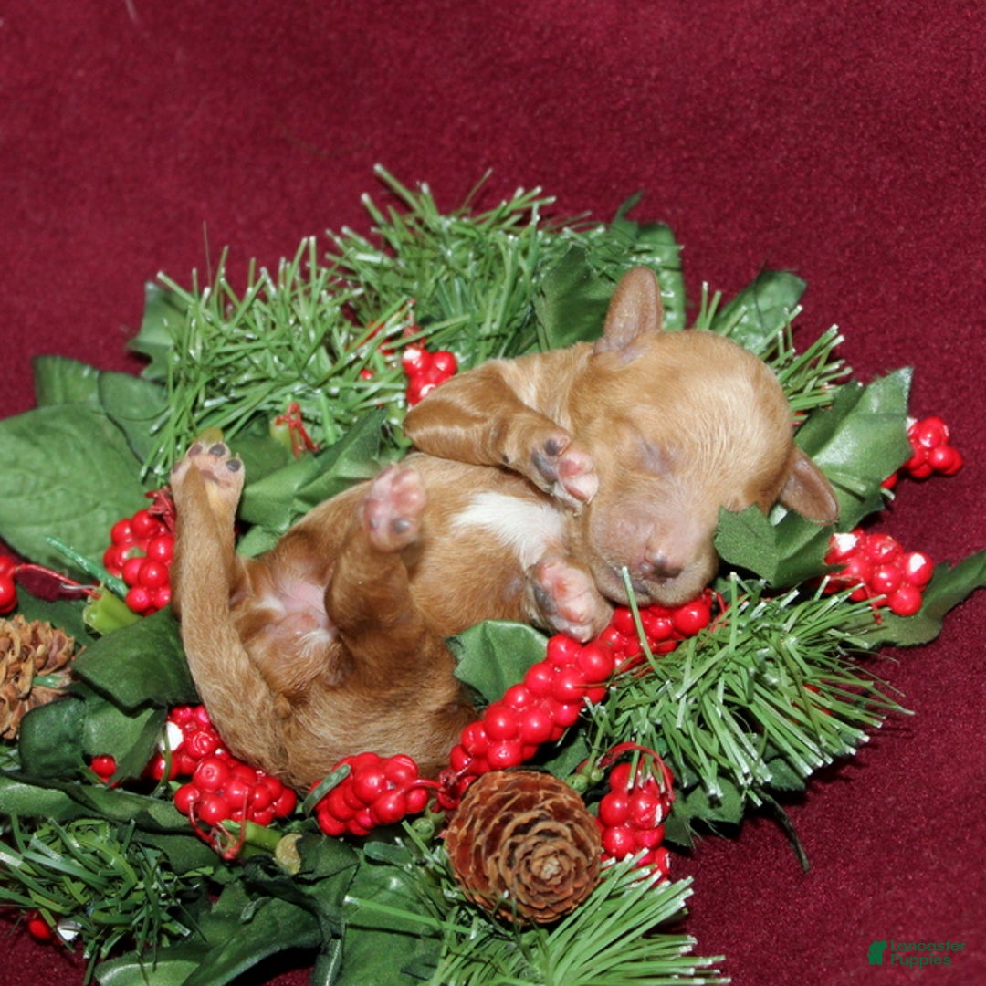 Miniature Poodle dogs for sale: Xena - Ad 3