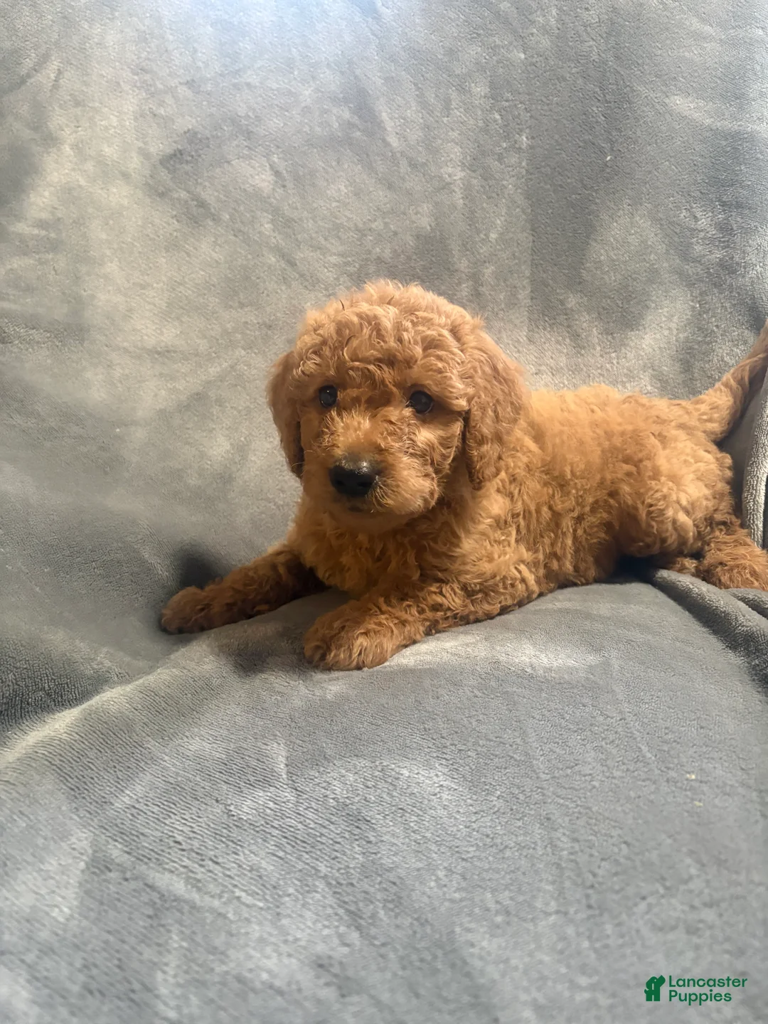 Goldendoodle dogs for sale: Churro - Ad 1