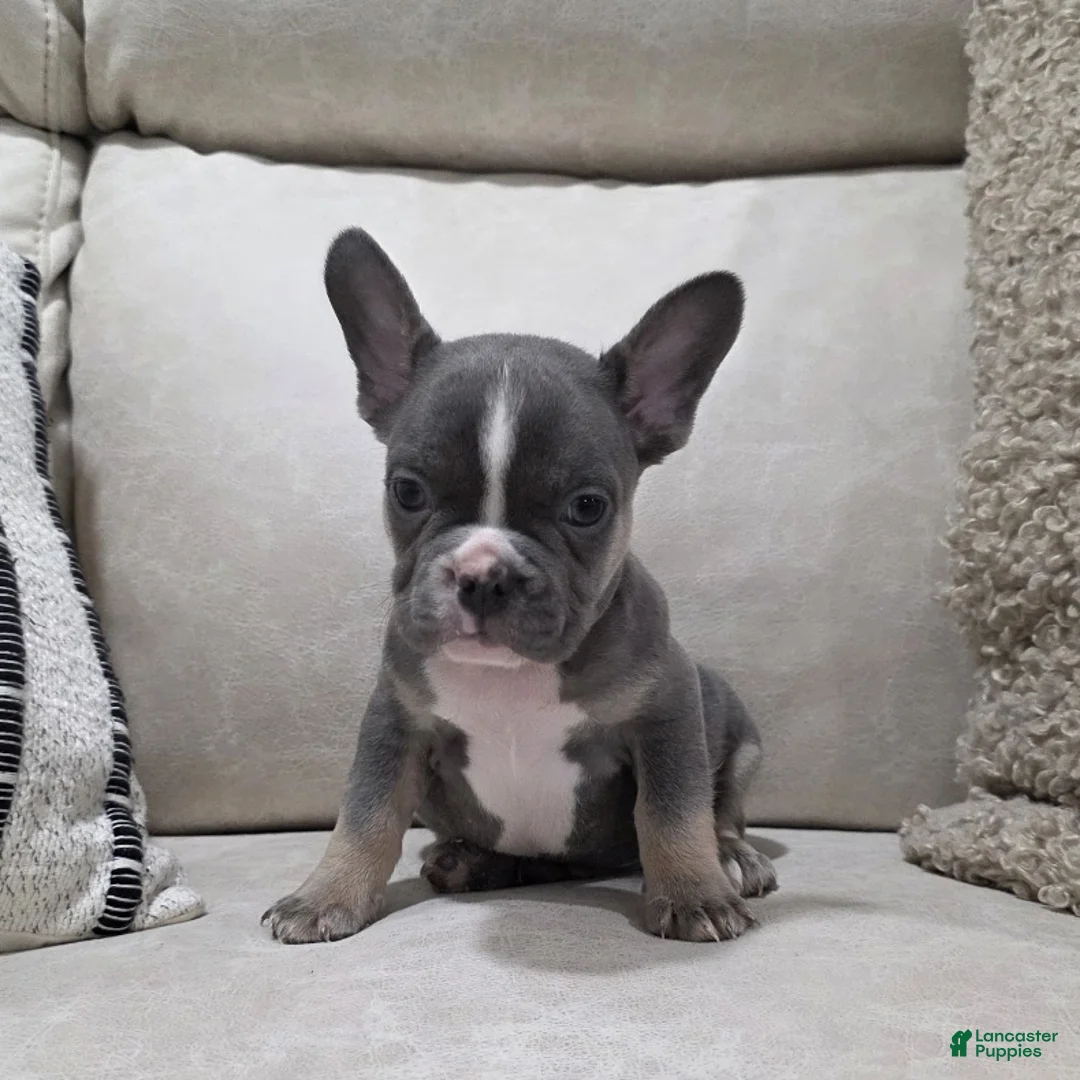 French Bulldog dogs for sale: Frankie - Ad 6