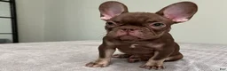 French Bulldog dogs for sale: Hank - Ad 5
