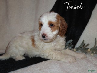 Mini Goldendoodle dogs for sale: Tinsel - Ad 2