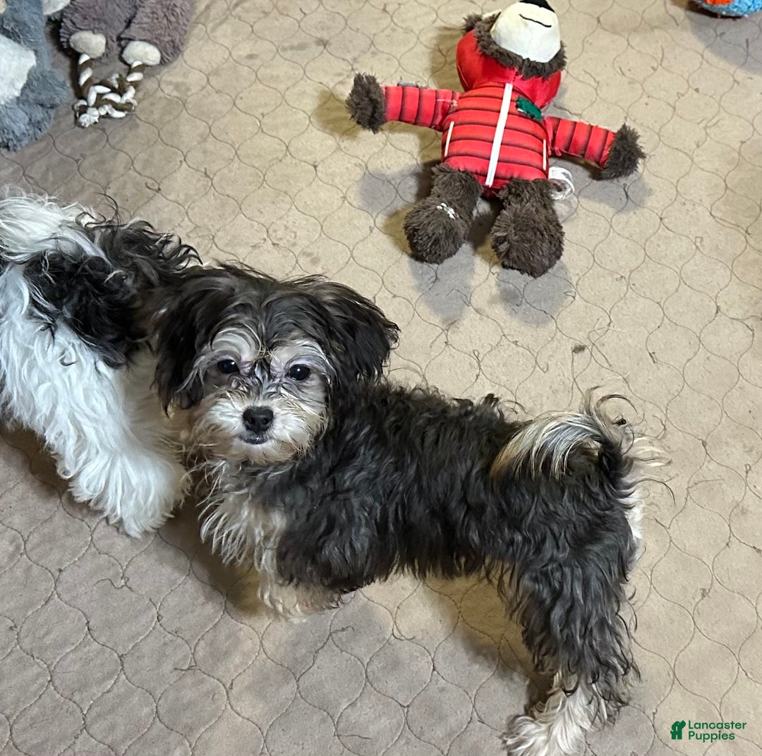 Shihpoo dogs for sale: Shihpoo Puppy 5 - Ad 9