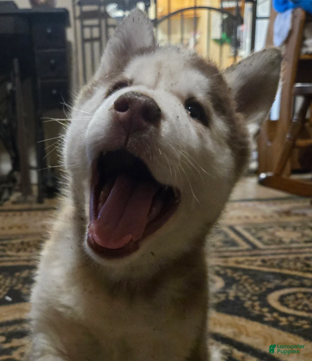 Siberian Husky dogs for sale: Henry - Ad 1