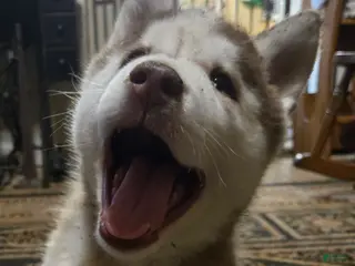 Siberian Husky dogs Henry - Ad 16