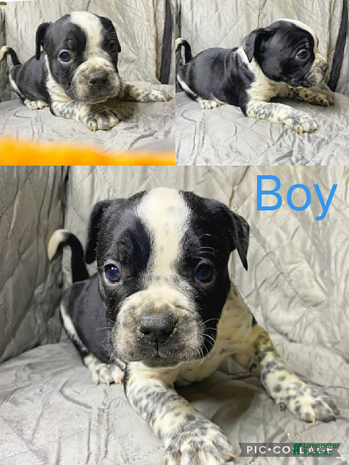 American Bully dogs American Bully Puppy 8 - Ad 25