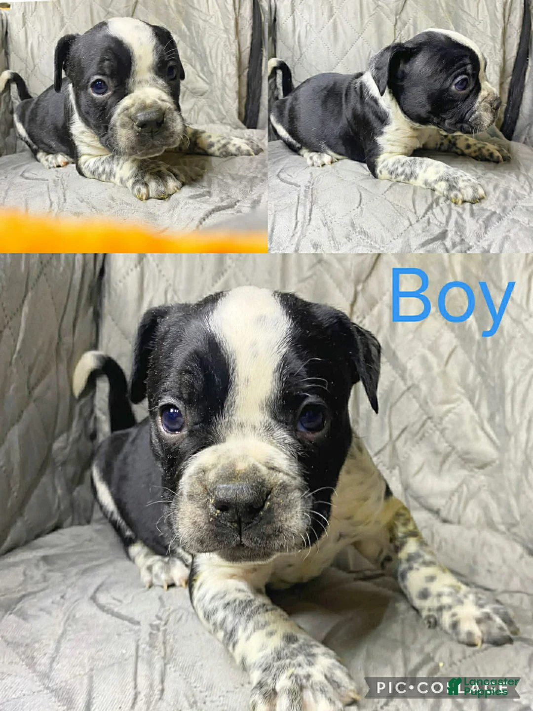 American Bully dogs for sale: American Bully Puppy 8 - Ad 1
