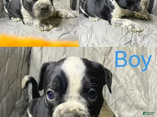 American Bully dogs American Bully Puppy 8 - Ad 25