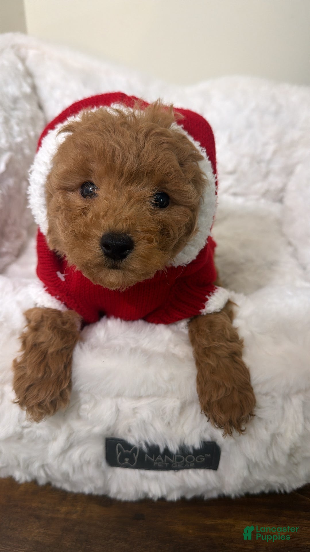 Toy Poodle dogs for sale: Mochi  - Ad 1