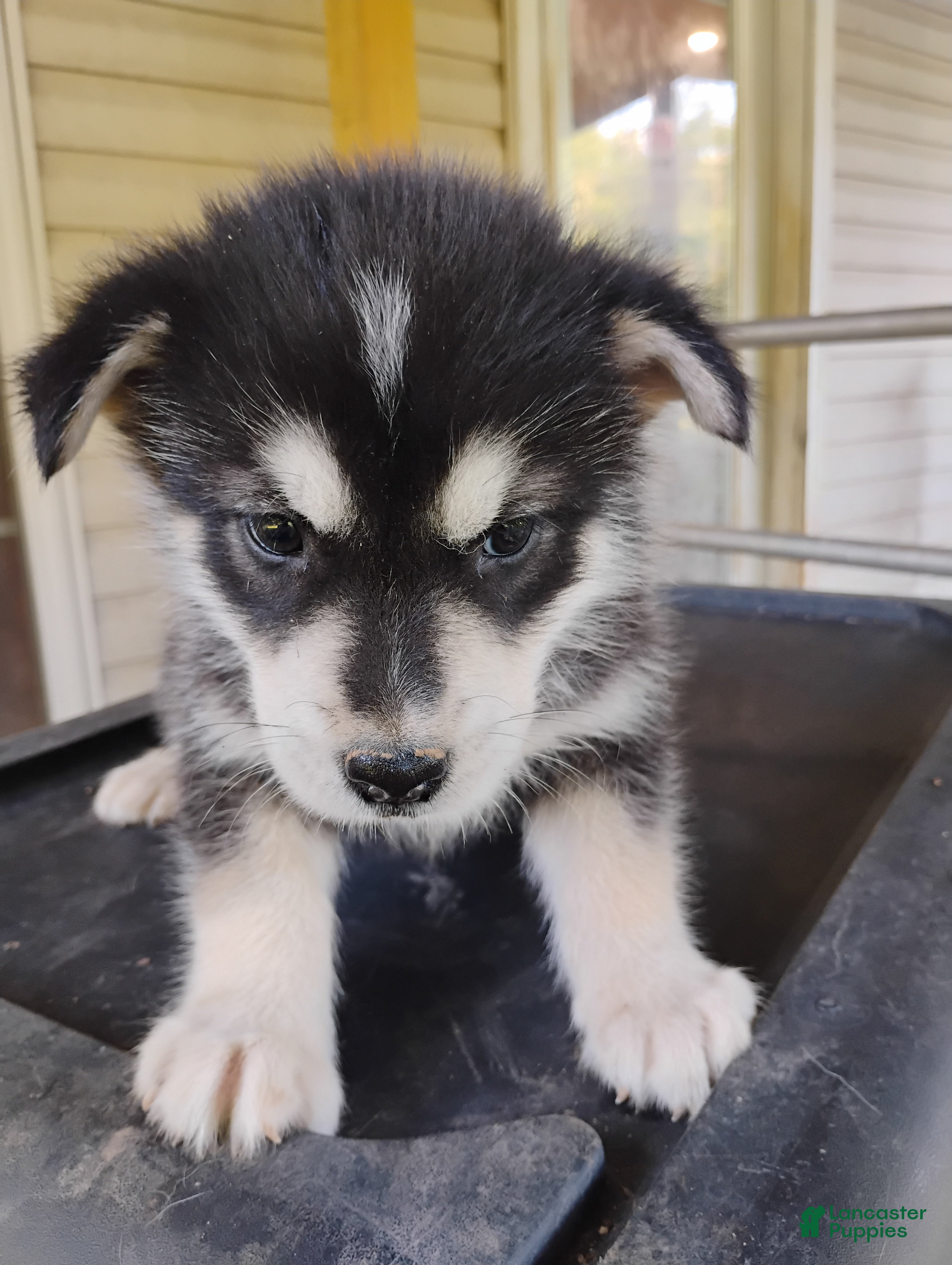 Alaskan Malamute dogs Alaskan Malamute Puppy 1 - Ad 13