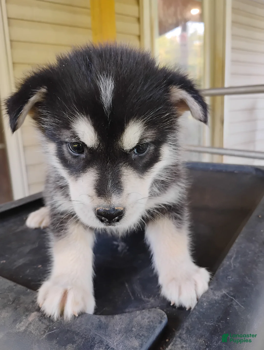 Alaskan Malamute dogs for sale: Alaskan Malamute Puppy 1 - Ad 1