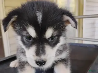 Alaskan Malamute dogs Alaskan Malamute Puppy 1 - Ad 13