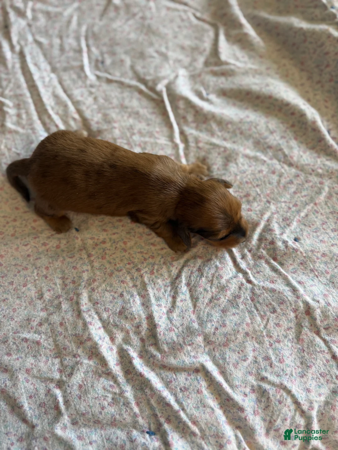 Miniature Dachshund dogs for sale: Dallie - Ad 2