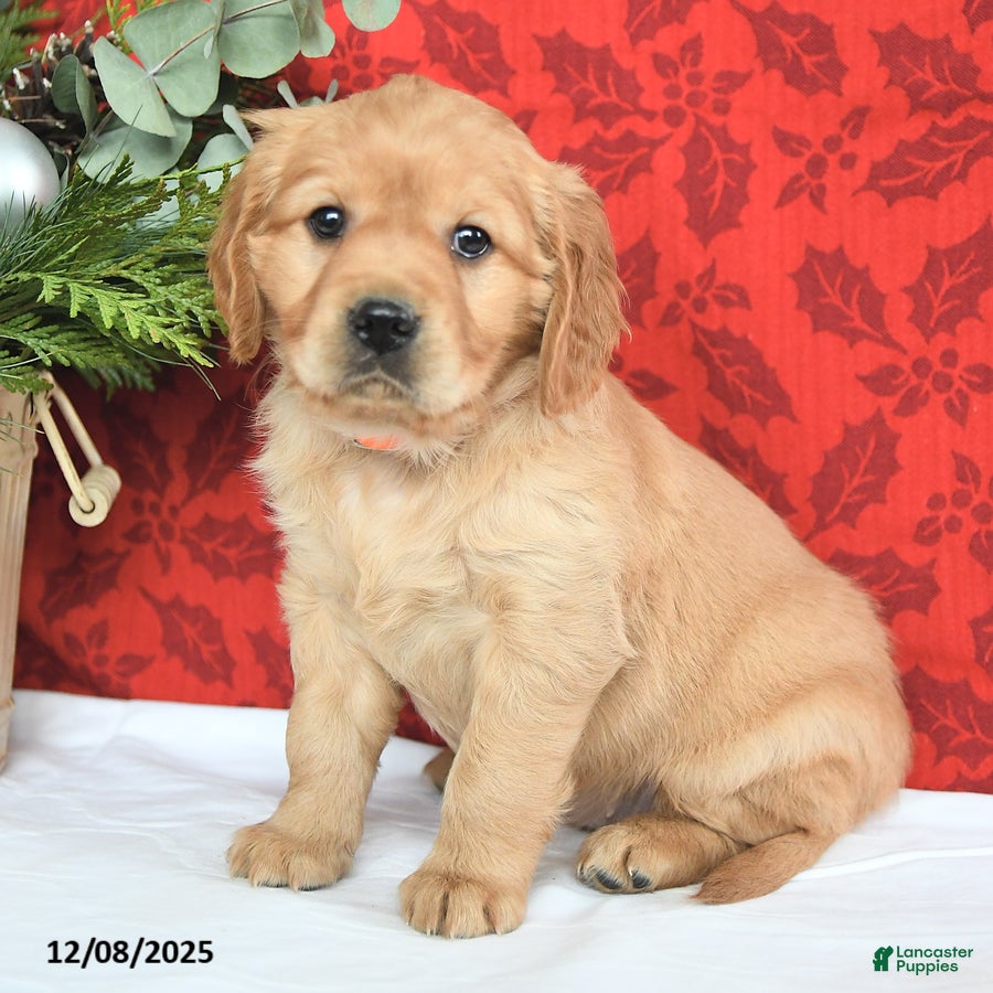 Miniature Golden Retriever dogs Hope  - Ad 3