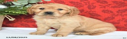 Miniature Golden Retriever dogs for sale: Hope  - Ad 1
