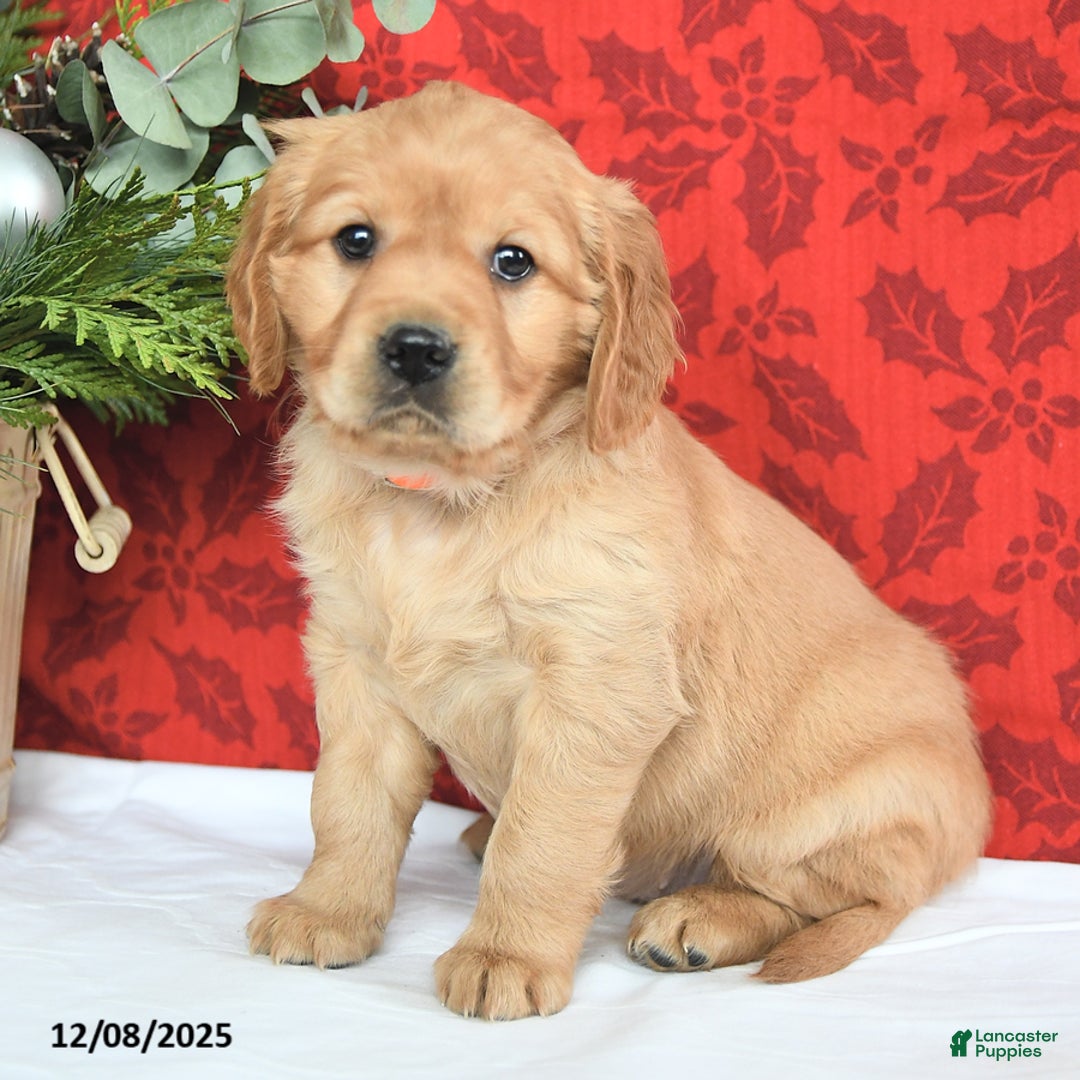 Miniature Golden Retriever dogs for sale: Hope  - Ad 1