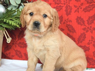 Miniature Golden Retriever dogs Hope - Ad 10