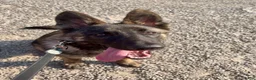 German Shepherd dogs for sale: German Shepherd 2 - Ad 2