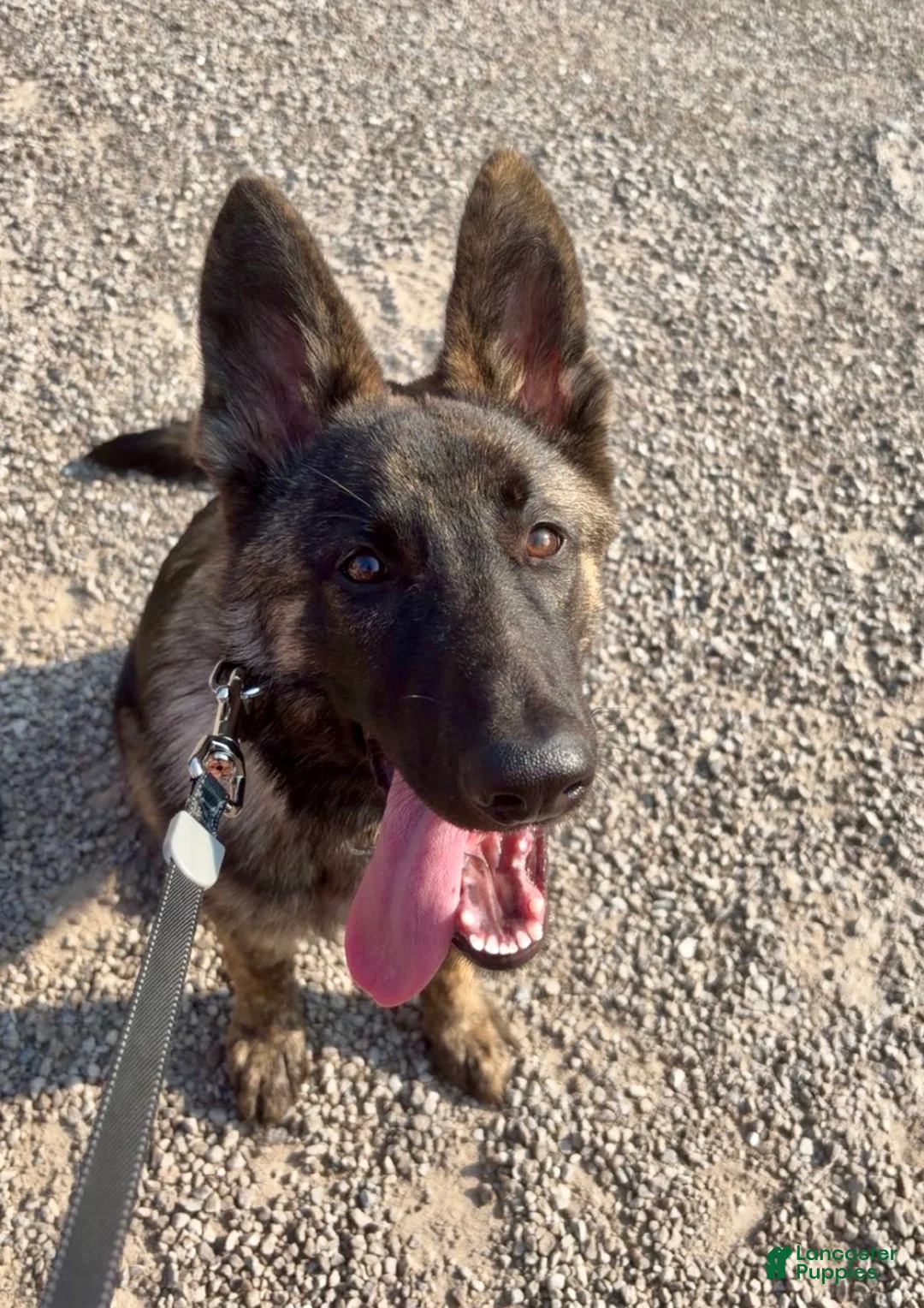 German Shepherd dogs for sale: German Shepherd 2 - Ad 2