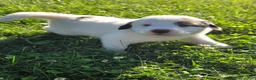 Great Pyrenees dogs for sale: John - Ad 8