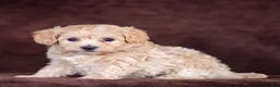 Maltipoo dogs for sale: Skye Maltipoo Puppy  - Ad 4