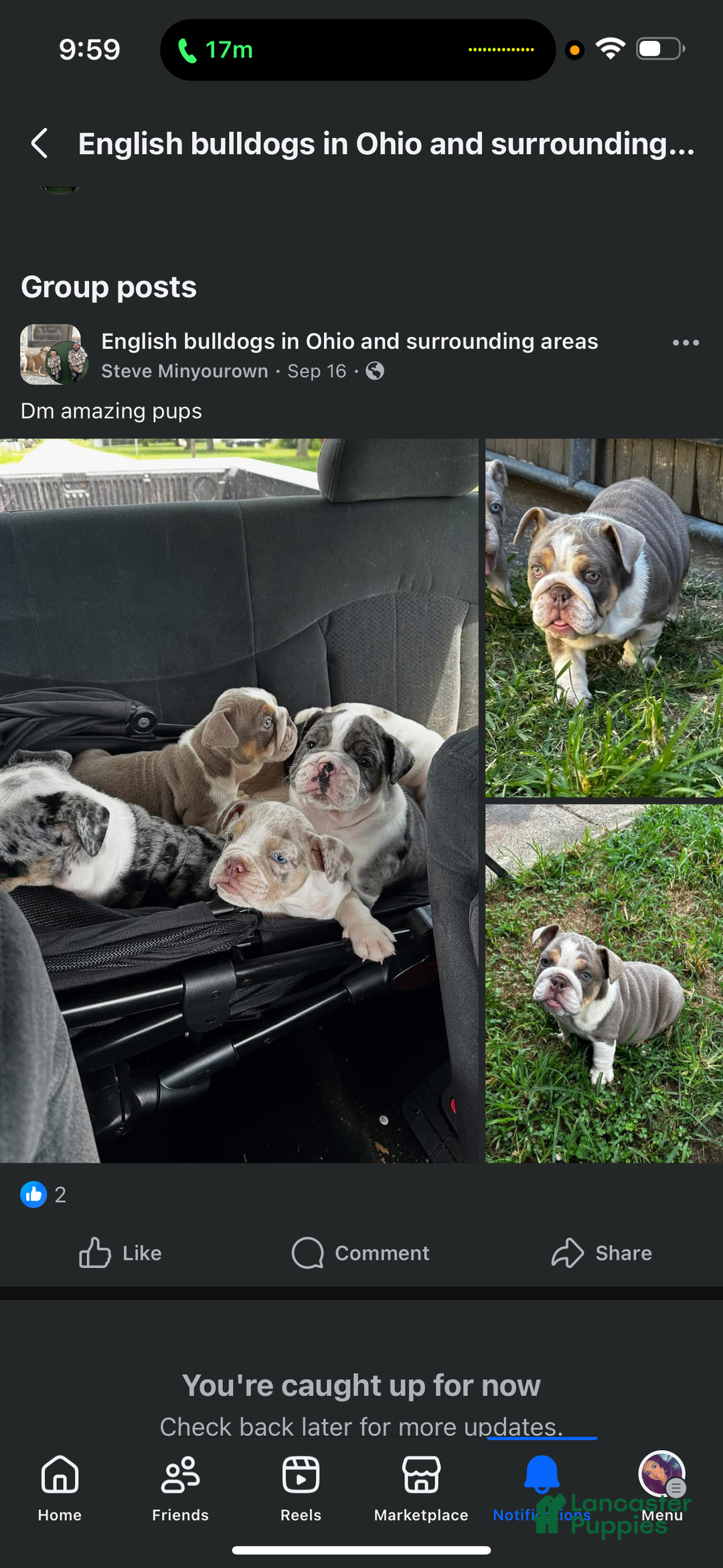 English Bulldog dogs for sale: English Bulldog Puppy 1 - Ad 5