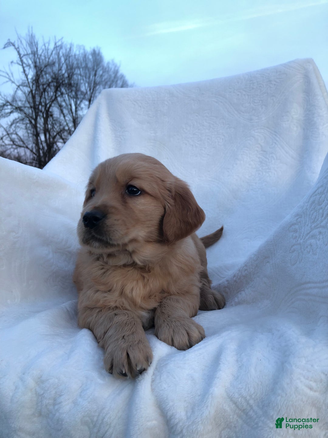 Golden Retriever dogs for sale: Ruby - Ad 1