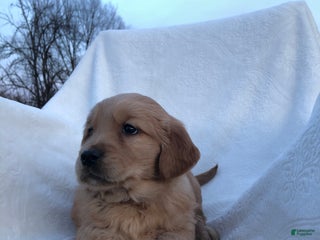 Golden Retriever dogs Ruby - Ad 1