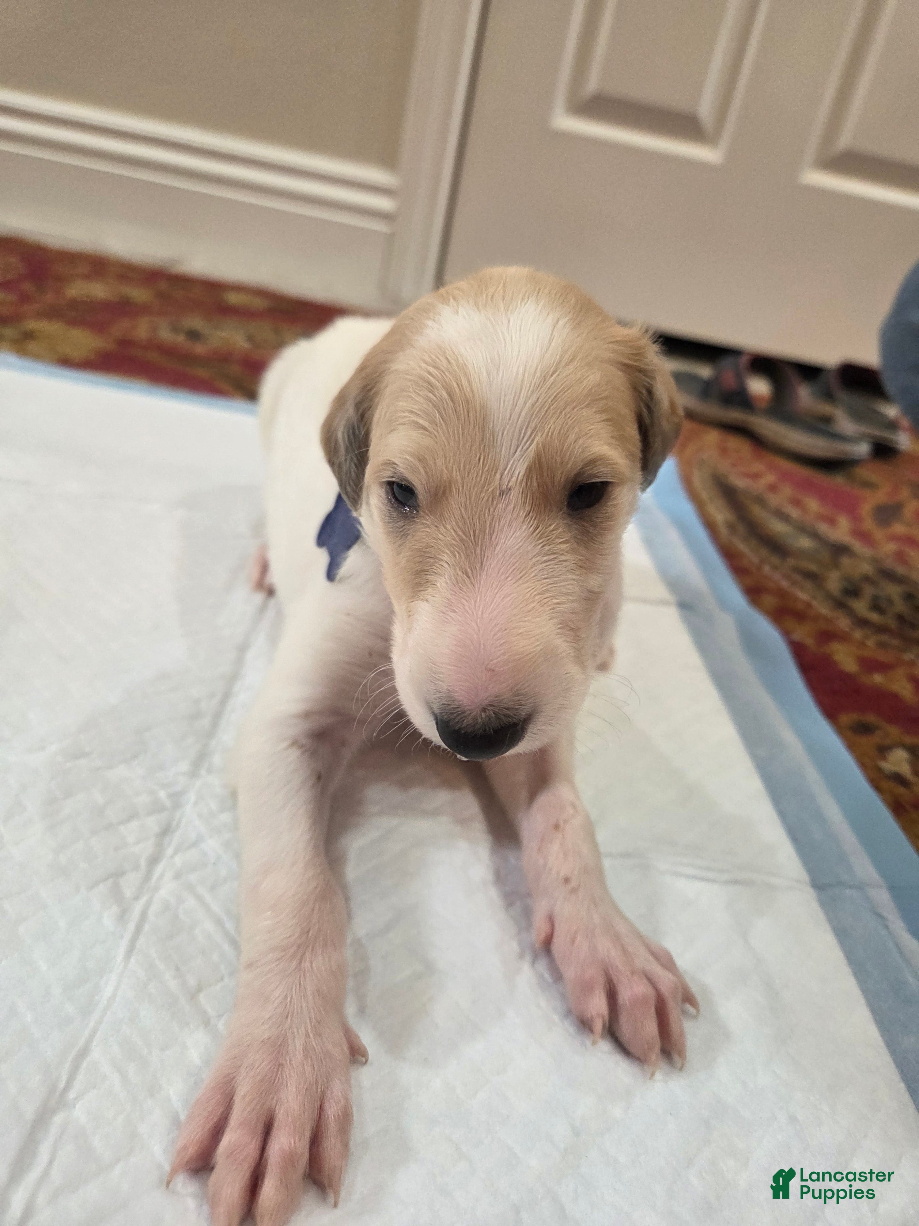 Borzoi dogs Victor - Ad 1