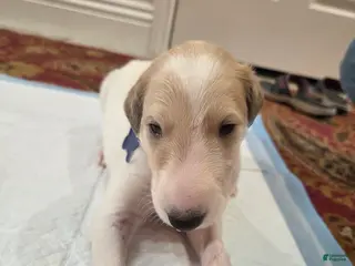 Borzoi dogs for sale: Victor - Ad 4