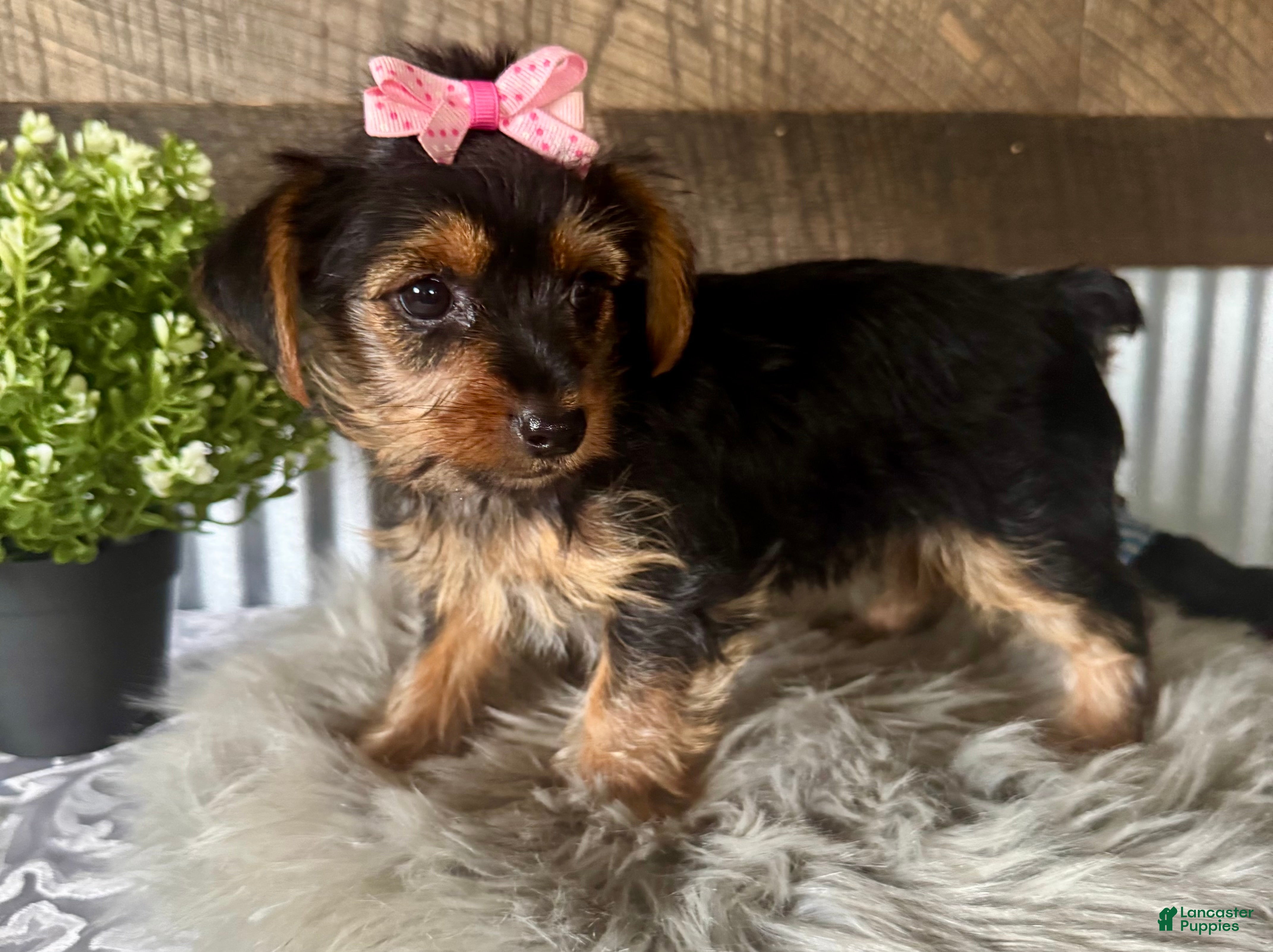 Yorkshire Terrier dogs Sage - Ad 1