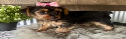 Yorkshire Terrier dogs for sale: Sage - Ad 1