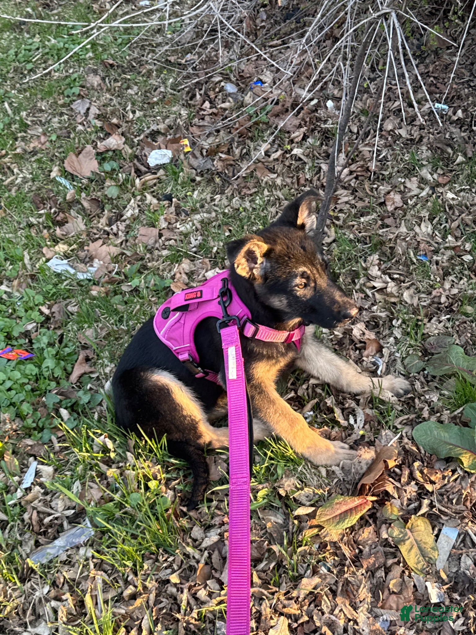 German Shepherd dogs German Shepherd Puppy 1 - Ad 1