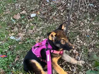 German Shepherd dogs German Shepherd Puppy 1 - Ad 5