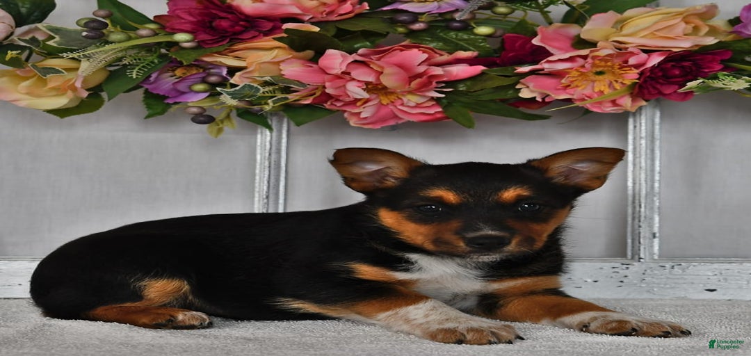 Gallery Image {{count}}