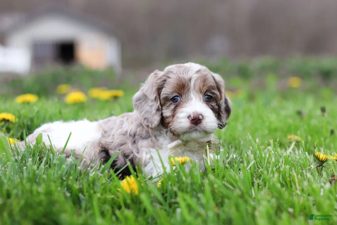 Cockapoo dogs for sale: Barron - Ad 2