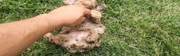 Mini Goldendoodle dogs for sale: Kody - Ad 4