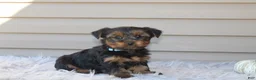 Yorkshire Terrier dogs for sale: Easton - Ad 5