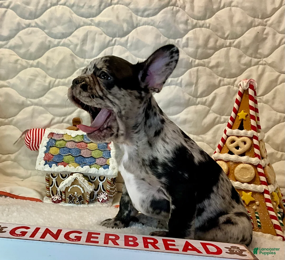 French Bulldog dogs for sale: Force  - Ad 19