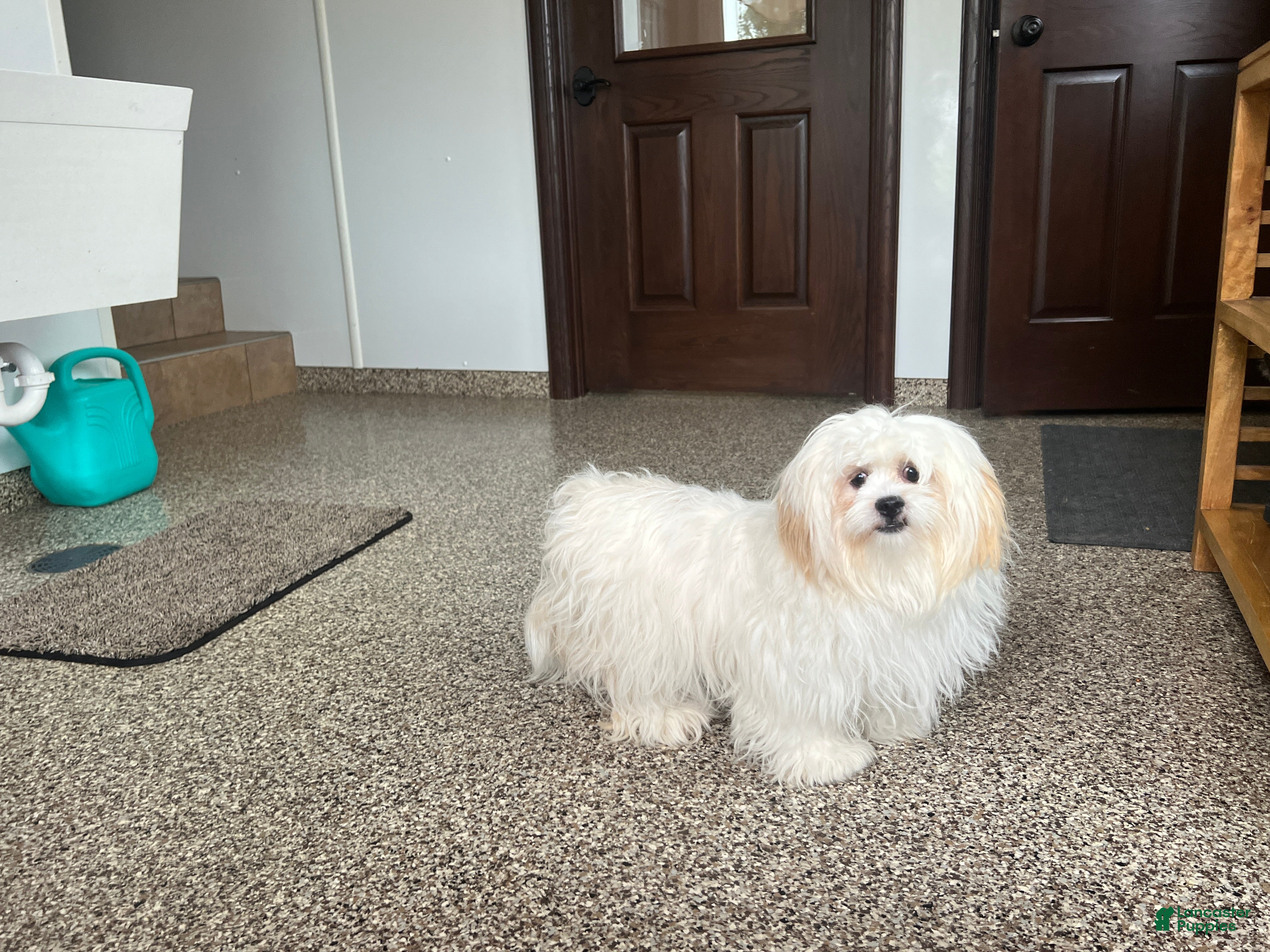 Lhasa Apso dogs Angel - Ad 2